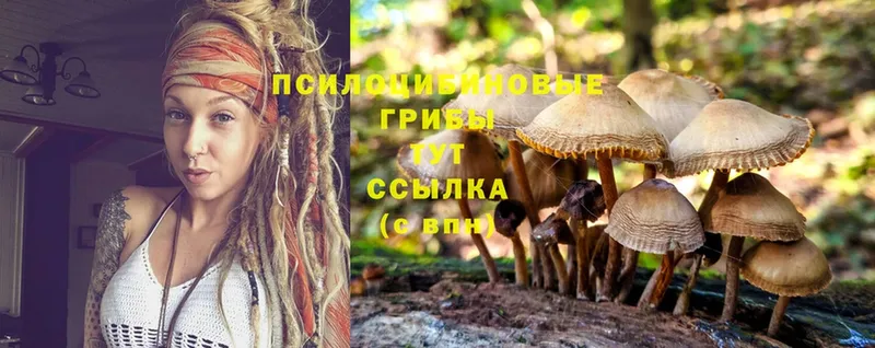 хочу   Бронницы  Галлюциногенные грибы Psilocybe 